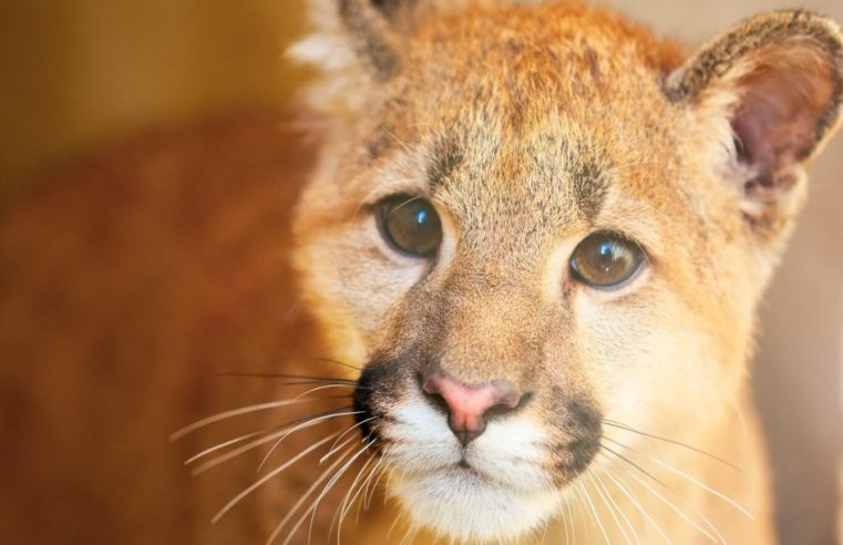 Filhote de puma resgatado vira nova celebridade do Zoológico de Sapucaia do Sul: já tem até campanha pra escolher o nome da fera