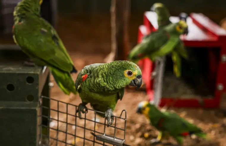 Traficantes de trinca-ferro são flagrados com porta-malas estilo zoológico na Serra de Petrópolis
